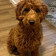 Lucas is registered to the contest to win money with this photo: puppy, dog, brown, curly_fur, pet, indoor, wooden_floor, door, rug, sitting, cute, young_dog, looking_at_camera, nostalgic, timehop, fur, animal, companion, adorable, home