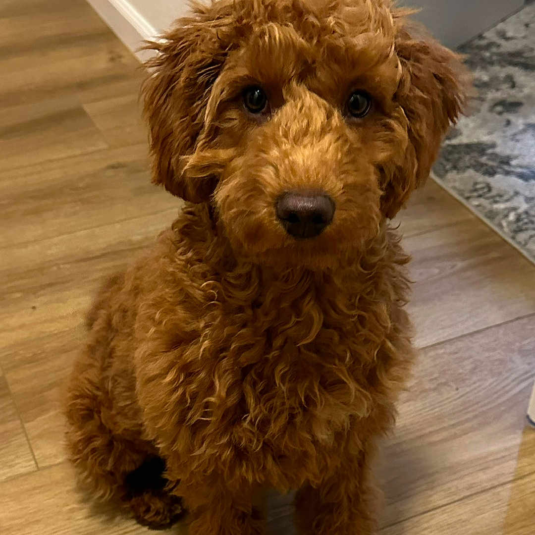Lucas is registered to the contest to win money with this photo: puppy, dog, brown, curly_fur, pet, indoor, wooden_floor, door, rug, sitting, cute, young_dog, looking_at_camera, nostalgic, timehop, fur, animal, companion, adorable, home