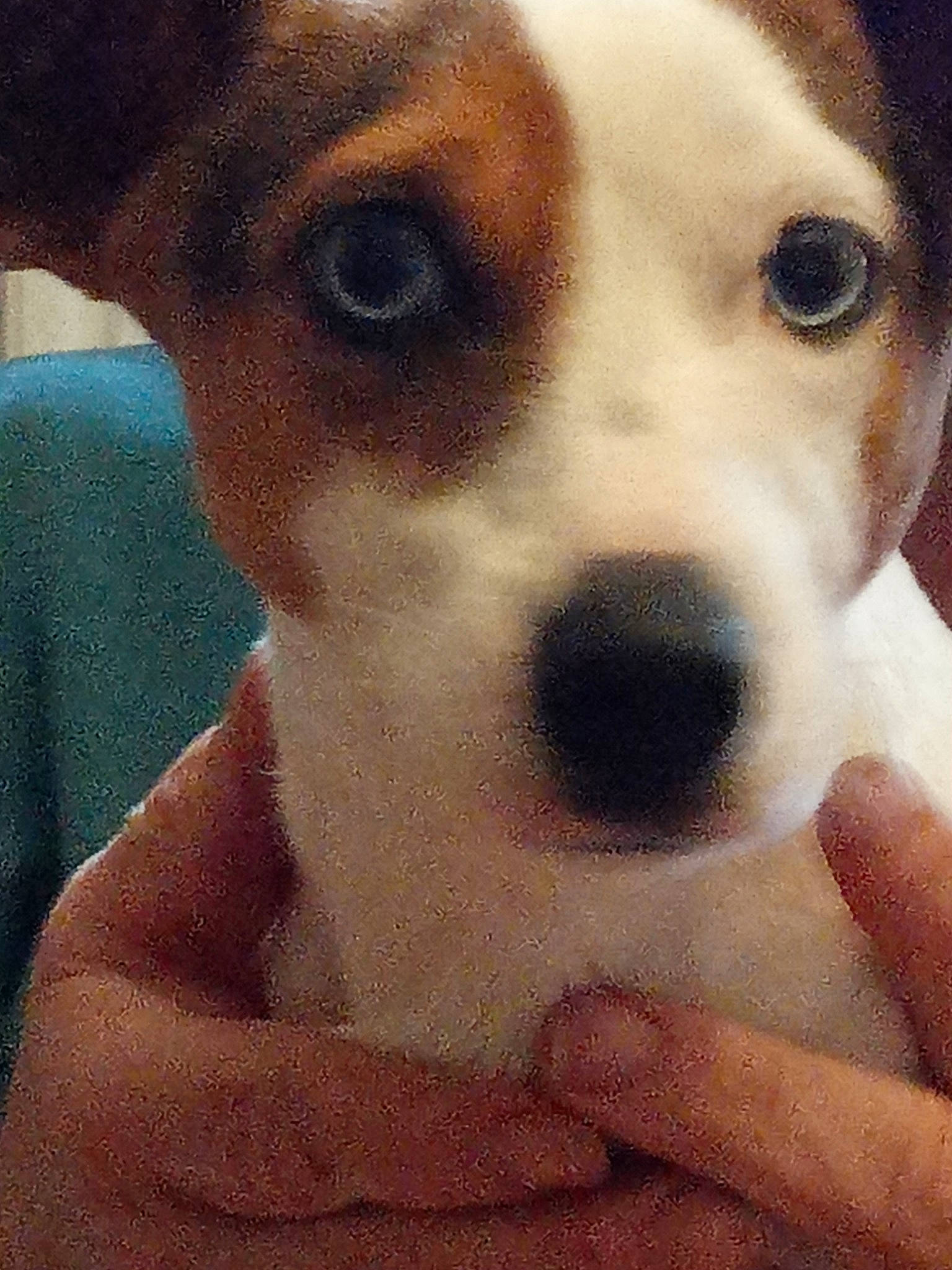 Rustine a rejoint le concours — aidez-le/la à gagner de superbes lots ! beaglier, canidae, carnivore, companion_dog, dog, dog_breed, dog_supply, fawn, finger, nail, non_sporting_group, puppy, snout, sporting_group, vertebrate, whiskers, working_animal, working_dog