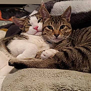 Ira And Koda is registered to the contest to win money with this photo: animal, blanket, cat, close_up, companionship, cozy, cute, domestic_cat, ears, feline, fur, indoor, pets, relaxed, resting, sleepy, snuggling, tabby_cat, two_cats, whiskers
