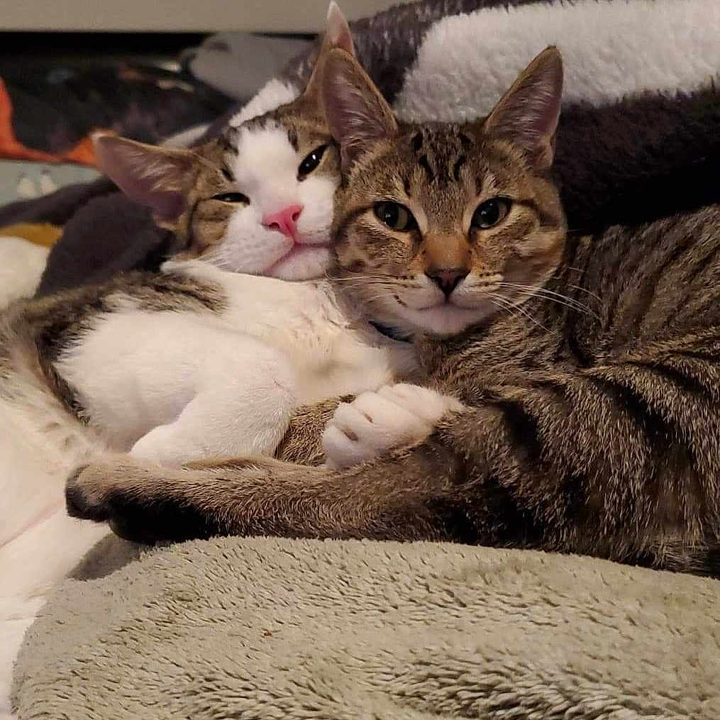 Ira And Koda is registered to the contest to win money with this photo: animal, blanket, cat, close_up, companionship, cozy, cute, domestic_cat, ears, feline, fur, indoor, pets, relaxed, resting, sleepy, snuggling, tabby_cat, two_cats, whiskers