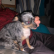Eclipse joined the competition — help win amazing prizes! dog, small_dog, lap, person, red_shirt, dark_pants, indoor, flash, red_eye, clothing, background, furniture, seat, blur, speckled, pet, companion, hand, sitting, household
