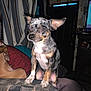 Eclipse joined the competition — help win amazing prizes! dog, small_dog, couch, indoor, furniture, curtains, living_room, ears, pet, animal, domestic_animal, alert, patterned_fabric, tv, decorations, brown, black, white, tan, seated