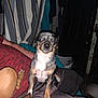 Eclipse joined the competition — help win amazing prizes! dog, indoor, pet, small_dog, lap, person, curious, flash, wide_eyes, stripes, curtains, door, brown, black, white, furniture, home, animal, companion, cozy