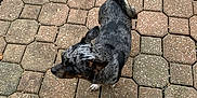 Eclipse is registered to the contest to win money with this photo: dog, pet, outdoor, pavement, brick, shoes, white_shoes, black_laces, small_dog, speckled_fur, paws, tail, side_view, walking, casual, daylight, pattern, texture, ground, footwear