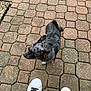 dog, pet, outdoor, pavement, brick, shoes, white_shoes, black_laces, small_dog, speckled_fur, paws, tail, side_view, walking, casual, daylight, pattern, texture, ground, footwear