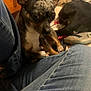 dog, small_dog, lap, jeans, indoor, bed, black_dog, speckled_dog, resting, furniture, casual, cozy, pet, animal, close_up, candid, relaxed, companion, home, background