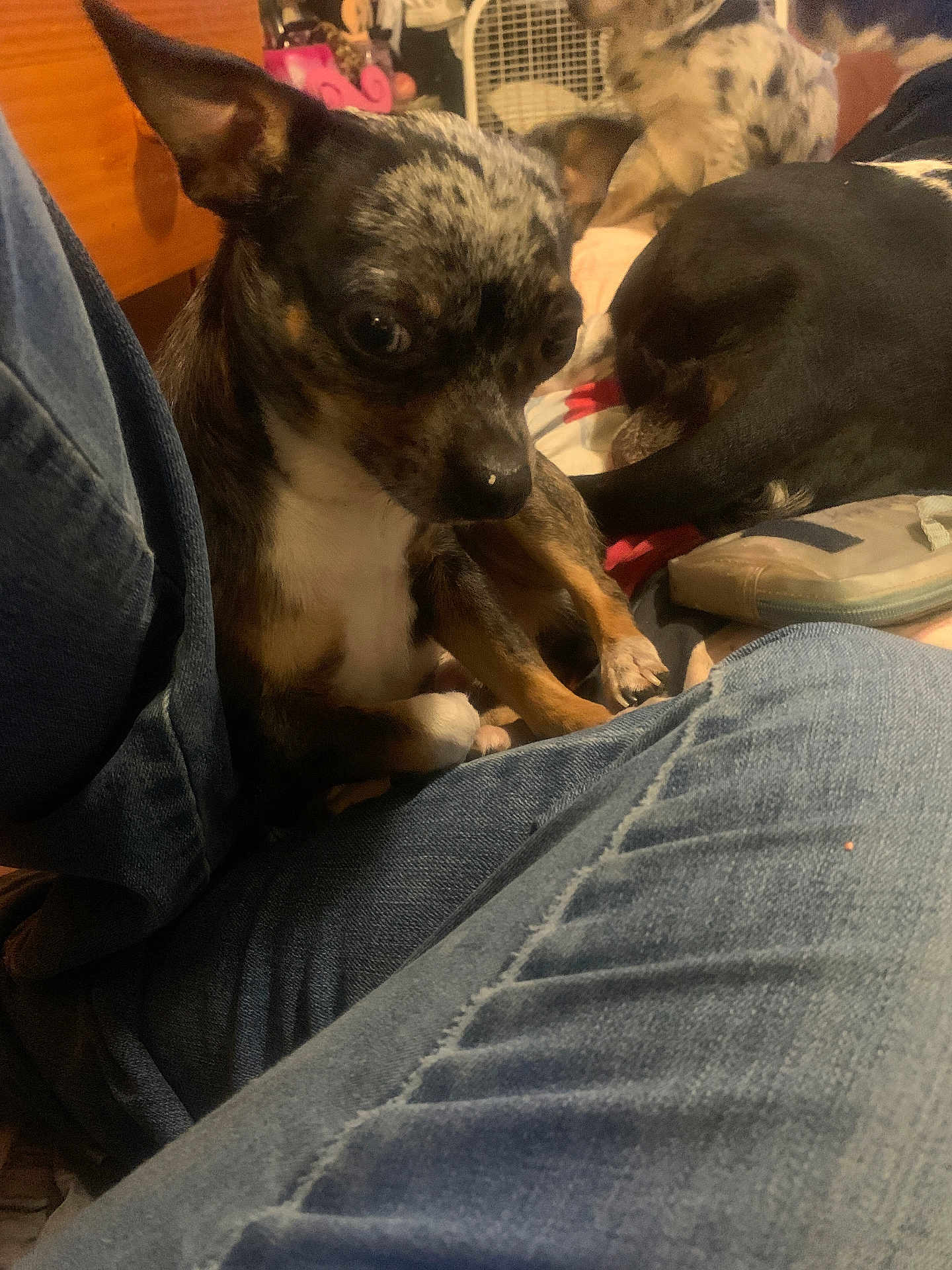 Eclipse joined the competition — help win amazing prizes! dog, small_dog, lap, jeans, indoor, bed, black_dog, speckled_dog, resting, furniture, casual, cozy, pet, animal, close_up, candid, relaxed, companion, home, background
