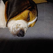 Venom a rejoint le concours — aidez-le/la à gagner de superbes lots ! animal, appenzeller, armchair, beagle, bulldog, canine, chair, couch, dog, furniture, hound, person, pet, puppy, sleeping, snout