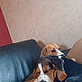 Venom a rejoint le concours — aidez-le/la à gagner de superbes lots ! animal, beagle, canine, chair, couch, cushion, dog, face, furniture, head, homedecor, hound, indoors, interiordesign, person, pet, photography, portrait, puppy, sleeping