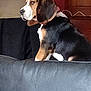 Venom a rejoint le concours — aidez-le/la à gagner de superbes lots ! animal, beagle, canine, couch, dog, furniture, homedecor, hound, person, pet, pointer, puppy, saintbernard, sleeping