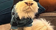 Misho is registered to the contest to win money with this photo: cat, fluffy, white, hoodie, cap, pet, indoor, couch, pillow, fur, animal, cute, fashion, sitting, portrait, domestic, feline, living_room, cozy, grumpy