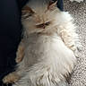 Misho joined the competition — help win amazing prizes! cat, fluffy, cream_color, pet, indoor, carpet, curtain, sleeping, resting, furry, tail, relaxed, cozy, window, natural_light, home, domestic, cute, animal, lazy
