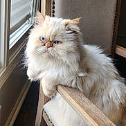 Misho joined the competition — help win amazing prizes! cat, fluffy, blue_eyes, cream_colored, chair, wooden_furniture, armrest, window_light, indoor, pet, domestic_cat, resting, feline, home_interior, curtains, floor, relaxed, portrait, close_up, animal