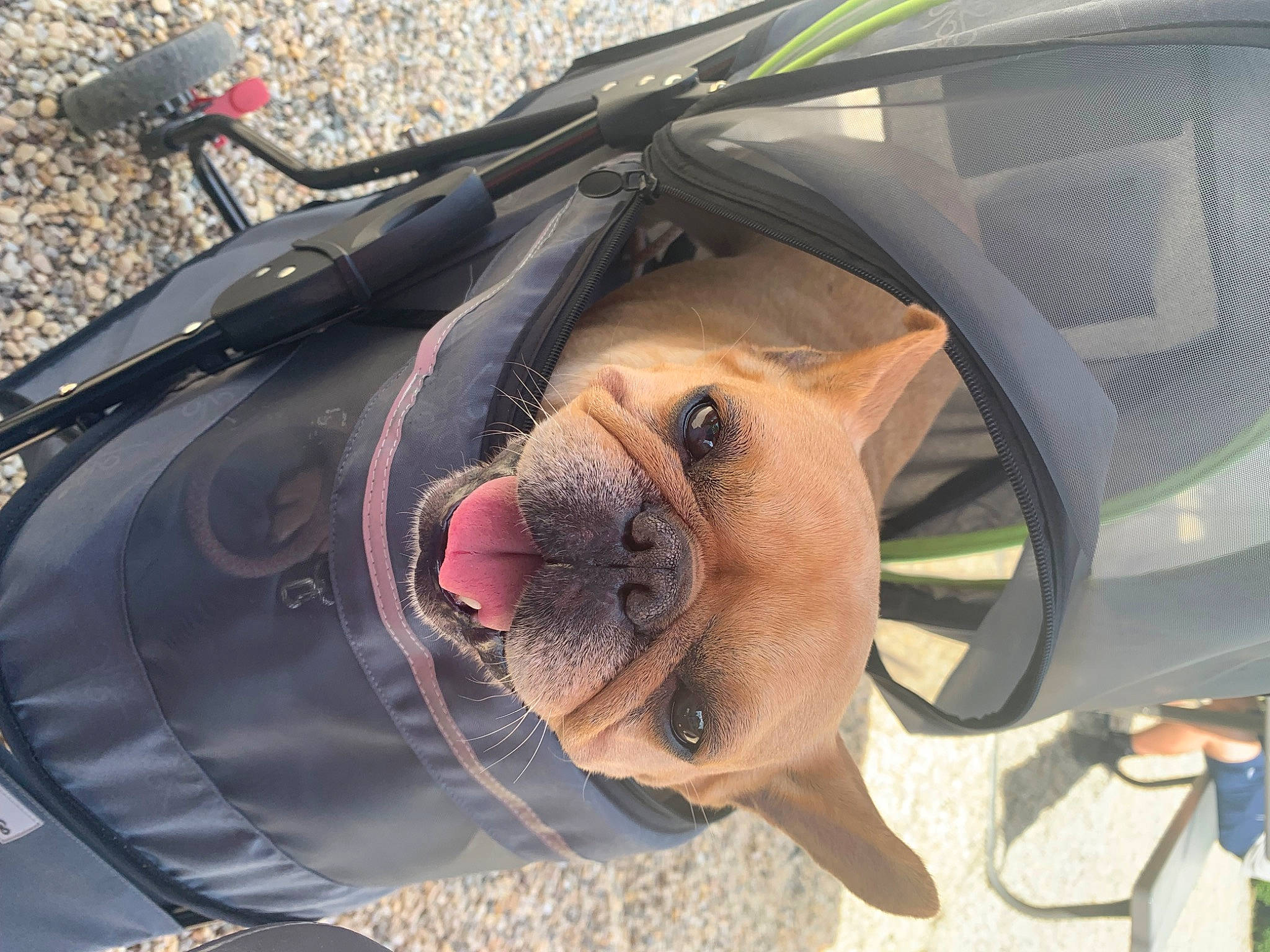 Maggie is registered to the contest to win money with this photo: automotive_design, automotive_exterior, automotive_lighting, automotive_mirror, bumper, carnivore, dog, dog_breed, eyewear, fawn, hood, motor_vehicle, rear_view_mirror, snout, trunk, vehicle, vehicle_door, windscreen_wiper, windshield, working_animal