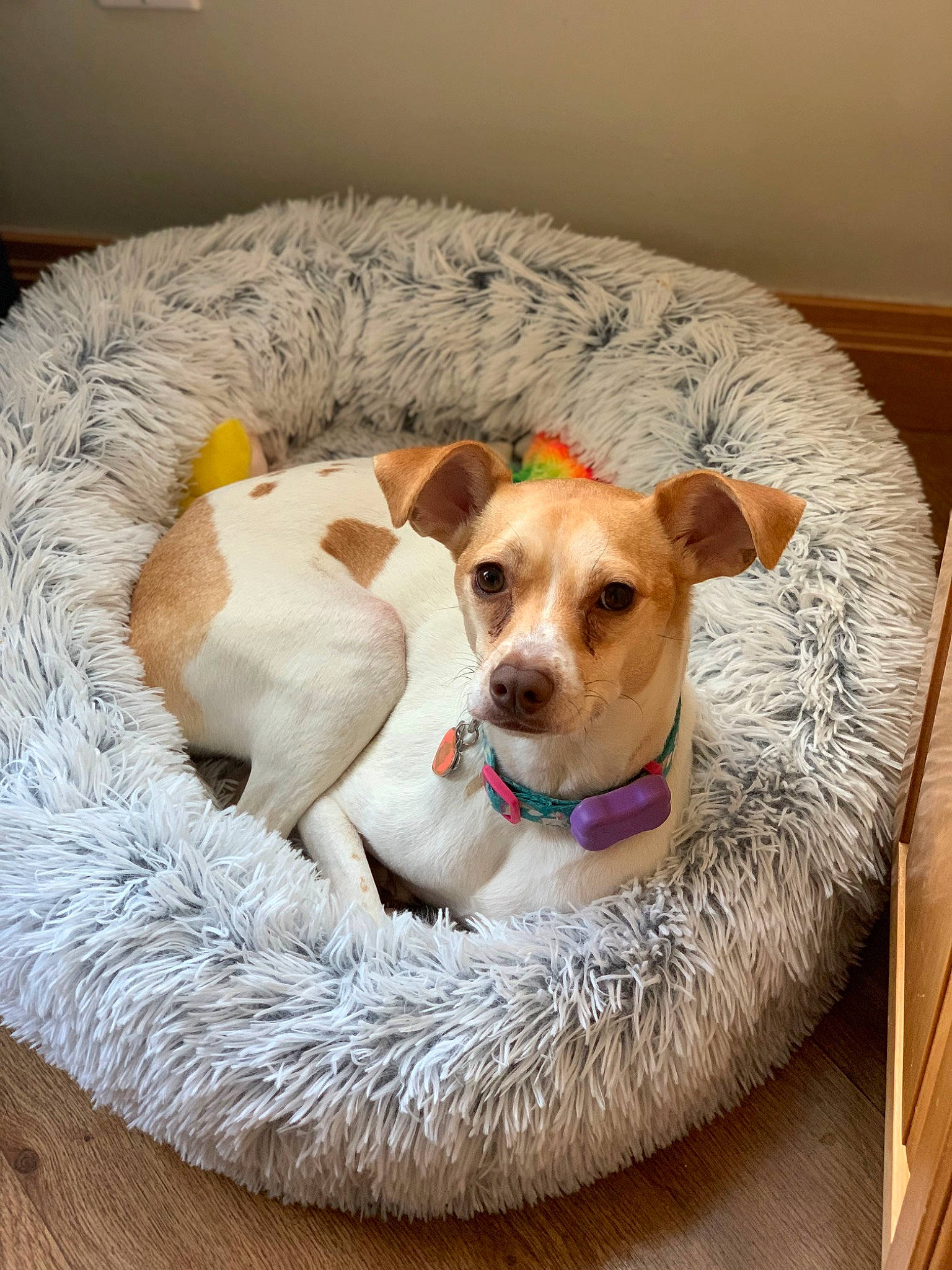 Lily joined the competition — help win amazing prizes! carnivore, cat_supply, chair, collar, comfort, companion_dog, couch, dog, dog_bed, dog_breed, dog_supply, fawn, furniture, pet_supply, serveware, snout, sporting_group, studio_couch, whiskers, working_animal