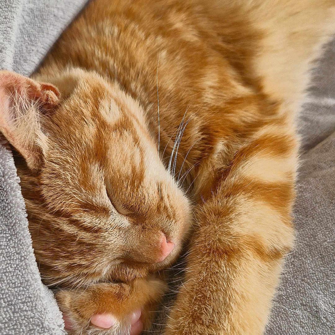 Garfield a rejoint le concours — aidez-le/la à gagner de superbes lots ! animal, blanket, cat, close_up, cozy, cute, domestic_cat, feline, fur, ginger_cat, indoor, nap, paw, pet, relaxation, resting, sleeping, soft_texture, warm, whiskers
