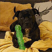 Nina joined the competition — help win amazing prizes! dog, black_dog, blanket, couch, pillow, toy, green_toy, indoor, pet, animal, resting, cozy, furniture, living_room, brown_blanket, home, comfort, relaxed, canine, decor