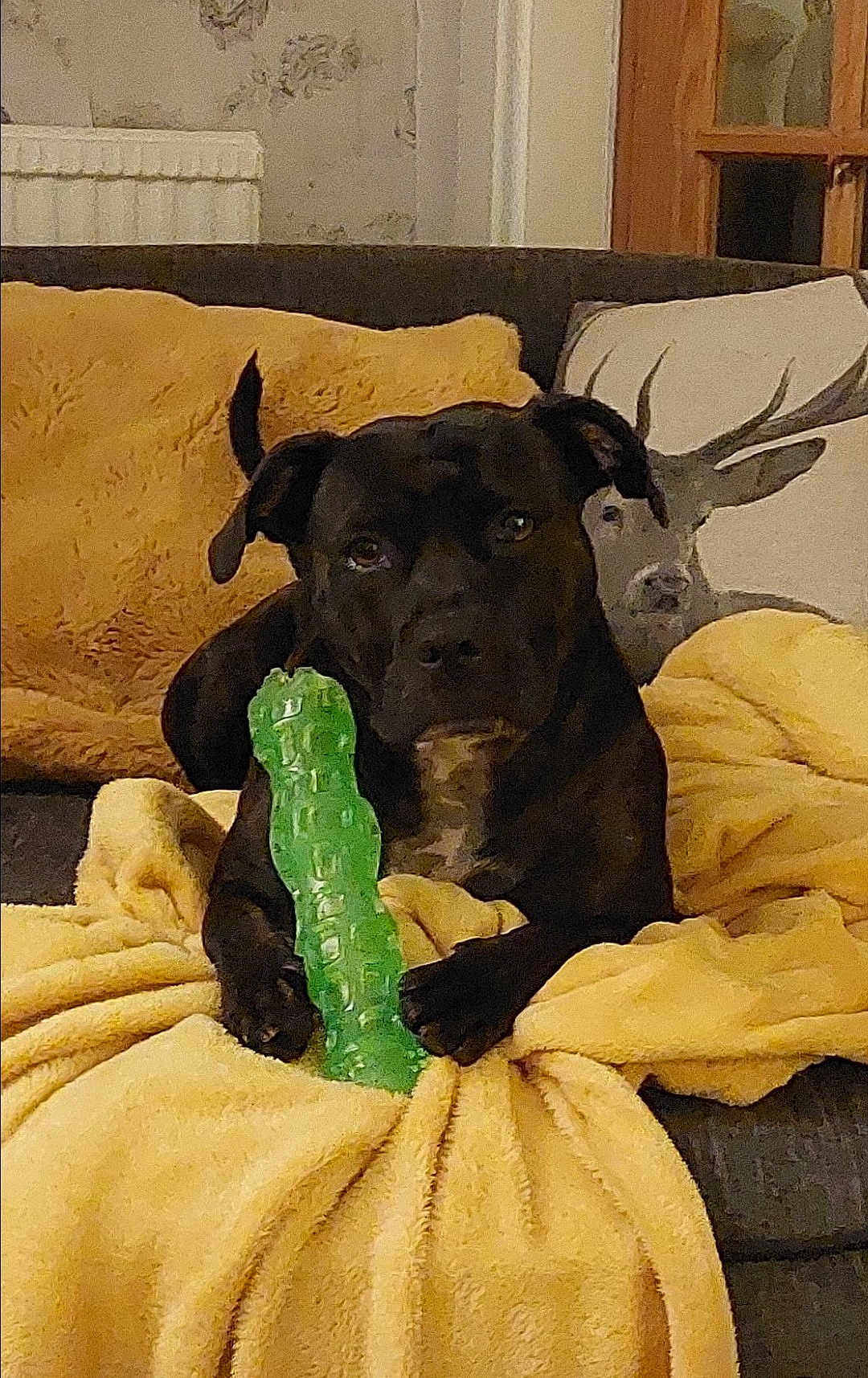 Nina joined the competition — help win amazing prizes! dog, black_dog, blanket, couch, pillow, toy, green_toy, indoor, pet, animal, resting, cozy, furniture, living_room, brown_blanket, home, comfort, relaxed, canine, decor