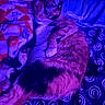 Nala is registered to the contest to win money with this photo: cats, cat, felines, sleeping, cuddling, curled_up, pet, fur, whiskers, ears, eyes, bed, blanket, pillow, bedding, indoor, cozy, purple_lighting, blue_lighting, patterned_fabric