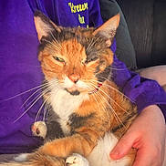Nala joined the competition — help win amazing prizes! cat, calico_cat, pet, animal, feline, whiskers, paws, orange_fur, white_fur, black_fur, sleepy, squinting, portrait, close_up, being_held, person, purple_clothing, indoor, cuddle, relaxed