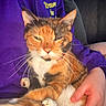 cat, calico_cat, pet, animal, feline, whiskers, paws, orange_fur, white_fur, black_fur, sleepy, squinting, portrait, close_up, being_held, person, purple_clothing, indoor, cuddle, relaxed