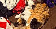 Nala joined the competition — help win amazing prizes! cat, calico_cat, pet, feline, animal, portrait, lying_down, relaxed, bed, bedroom, blankets, laundry, clothing, brown_bedding, purple_fabric, red_blanket, long_leg, white_paws, green_eyes, indoor