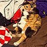 cat, calico_cat, pet, feline, animal, portrait, lying_down, relaxed, bed, bedroom, blankets, laundry, clothing, brown_bedding, purple_fabric, red_blanket, long_leg, white_paws, green_eyes, indoor