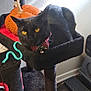 Raven Pumpkin Paws joined the competition — help win amazing prizes! black_cat, cat_tree, yellow_eyes, bow_tie, collar, knitted_pumpkin, indoor, pet, feline, animal, fur, resting, looking, home, floor, wall, toy, cozy, decor, cute