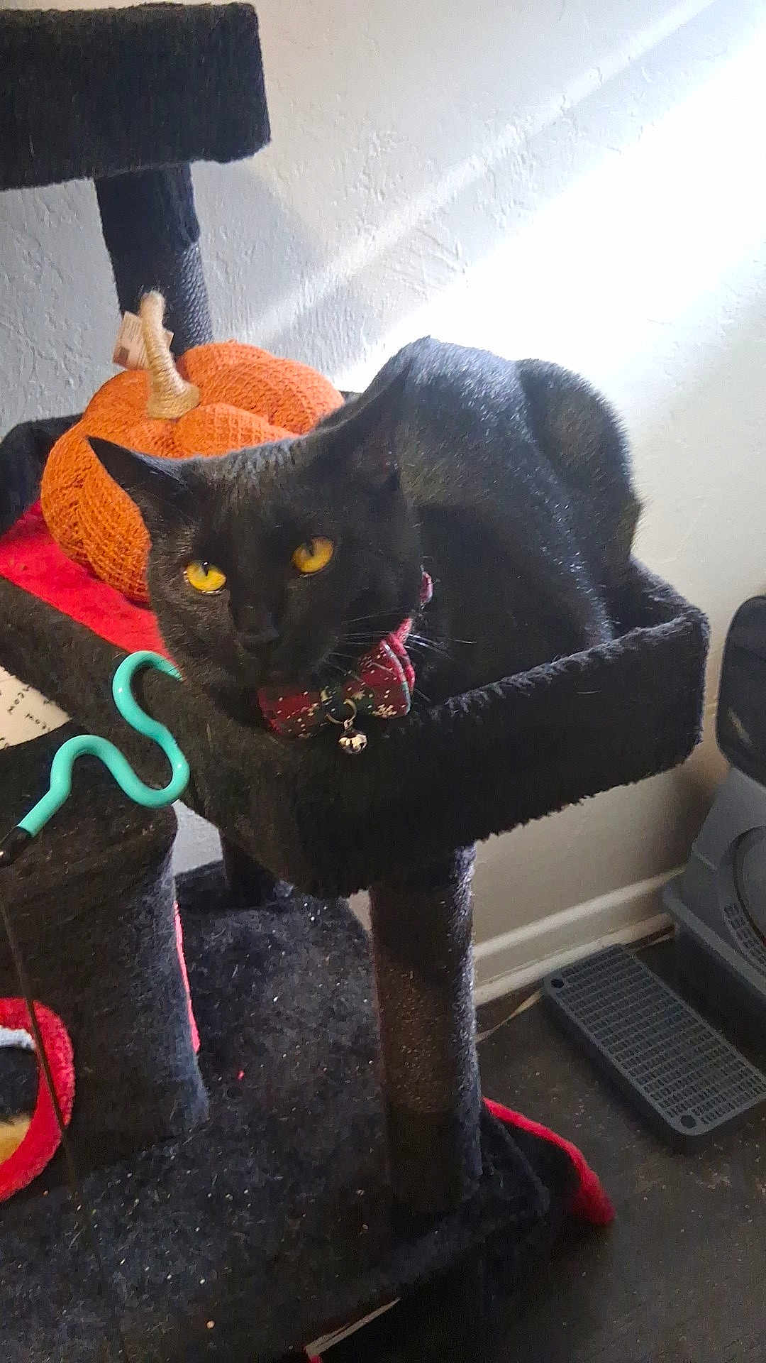 Raven Pumpkin Paws