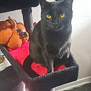 Raven Pumpkin Paws is registered to the contest to win money with this photo: black_cat, cat_tree, plush_pumpkin, bat_decoration, yellow_eyes, indoor, pet, feline, sitting, fur, whiskers, window_light, wood_floor, red_fabric, cozy, animal, cute, domestic_cat, household, resting
