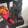 black_cat, cat_tree, plush_pumpkin, bat_decoration, yellow_eyes, indoor, pet, feline, sitting, fur, whiskers, window_light, wood_floor, red_fabric, cozy, animal, cute, domestic_cat, household, resting