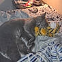 Lilly Ann is registered to the contest to win money with this photo: cat, gray_cat, sleeping, plush_toy, tiger_toy, bed, blanket, lamp, nightstand, indoor, cozy, soft_light, resting, feline, fur, cute, domestic_animal, pet, comfort, sleep