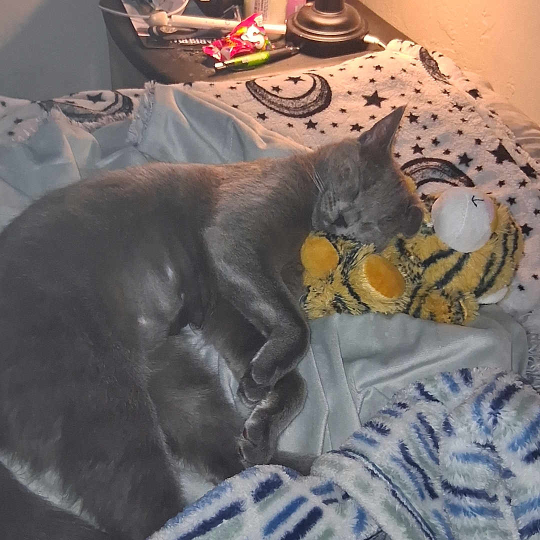 Lilly Ann is registered to the contest to win money with this photo: bed, blanket, cat, comfort, cozy, cute, domestic_animal, feline, fur, gray_cat, indoor, lamp, nightstand, pet, plush_toy, resting, sleep, sleeping, soft_light, tiger_toy