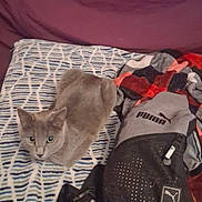 Lilly Ann is registered to the contest to win money with this photo: cat, gray_cat, blanket, patterned_blanket, puma_bag, bag, plaid_fabric, indoor, pet, curious, feline, resting, looking_up, soft_texture, cozy, domestic_animal, household, sleeping_area, fabric, accessory