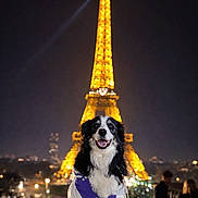 Mia participe au concours pour gagner de l'argent avec cette photo : dog, border_collie, jacket, purple, white, eiffel_tower, night, city_lights, smiling, outdoor, landmark, tourist_spot, leash, pet, animal, happy, illuminated, architecture, people, skyline