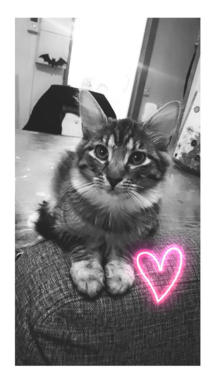 Naeva participe au concours pour gagner de l'argent avec cette photo : black, black_and_white, carnivore, cat, domestic_short_haired_cat, felidae, fur, grey, happy, heart, monochrome, monochrome_photography, paw, photo_caption, picture_frame, sitting, small_to_medium_sized_cats, stock_photography, style, whiskers