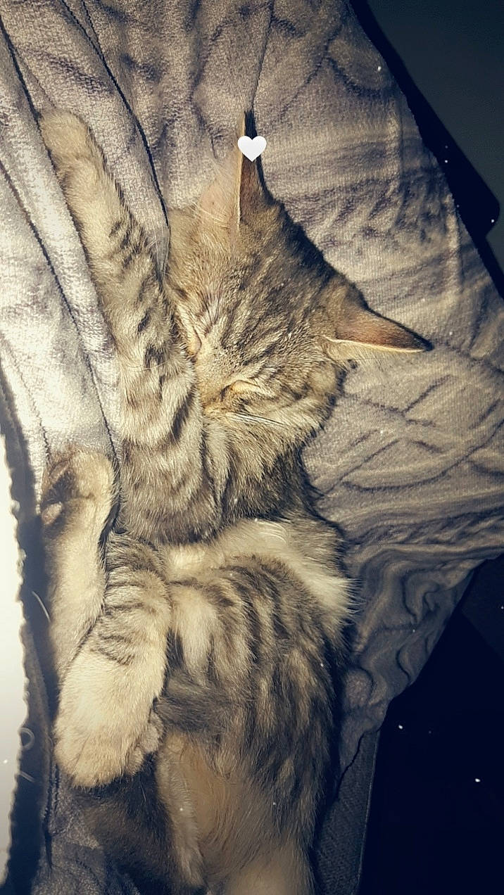 Naeva participe au concours pour gagner de l'argent avec cette photo : carnivore, cat, domestic_short_haired_cat, felidae, fur, fur_clothing, linens, metal, meteorological_phenomenon, pattern, sleeve, small_to_medium_sized_cats, sportswear, t_shirt, tail, textile, tints_and_shades, whiskers, wing, wood