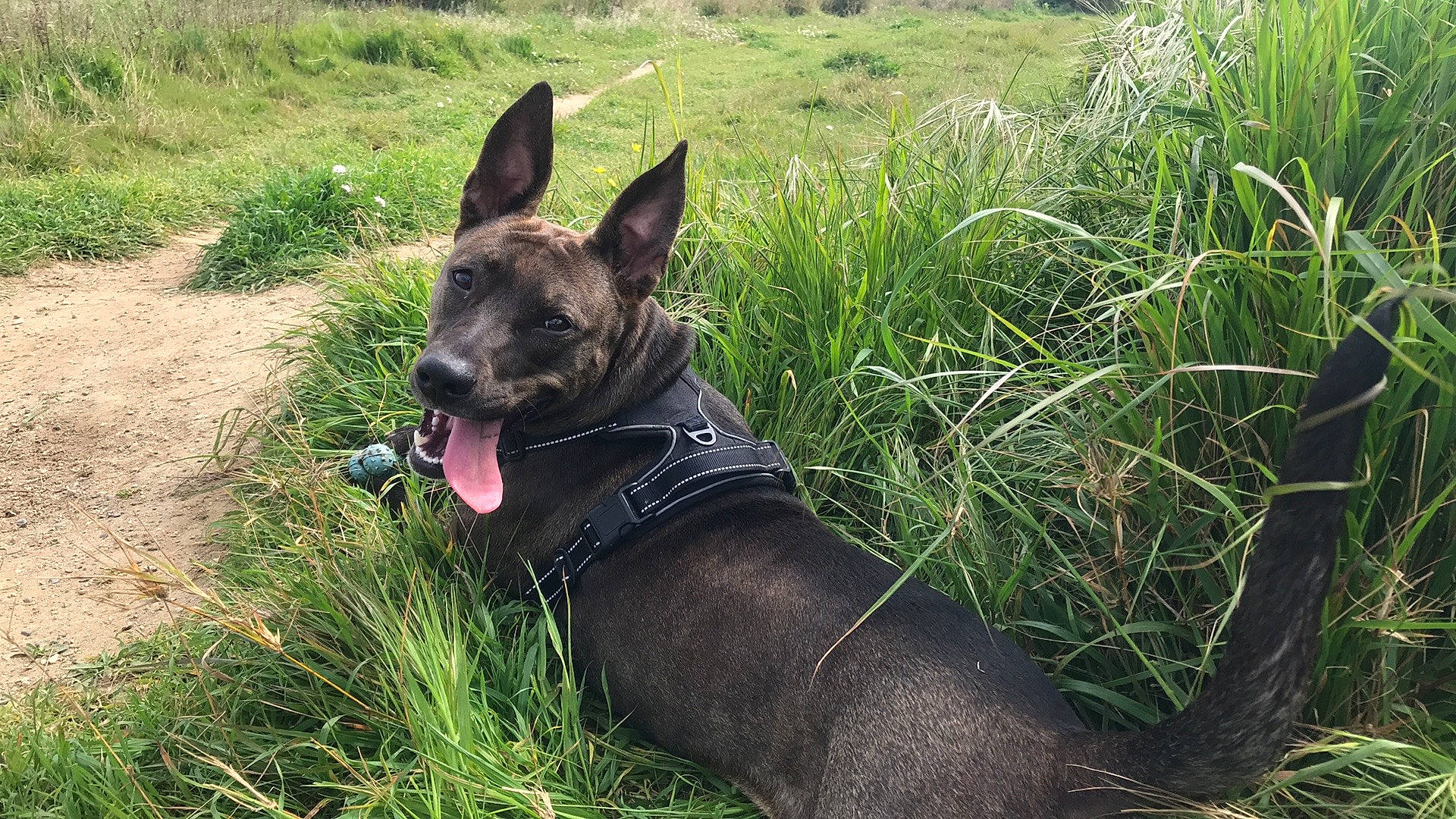 Cerise participe au concours pour gagner de l'argent avec cette photo : canidae, canis_panther, carnivore, dog, dog_breed, dutch_shepherd_dog, formosan_mountain_dog, grass, mammal, rare_breed_dog, vertebrate