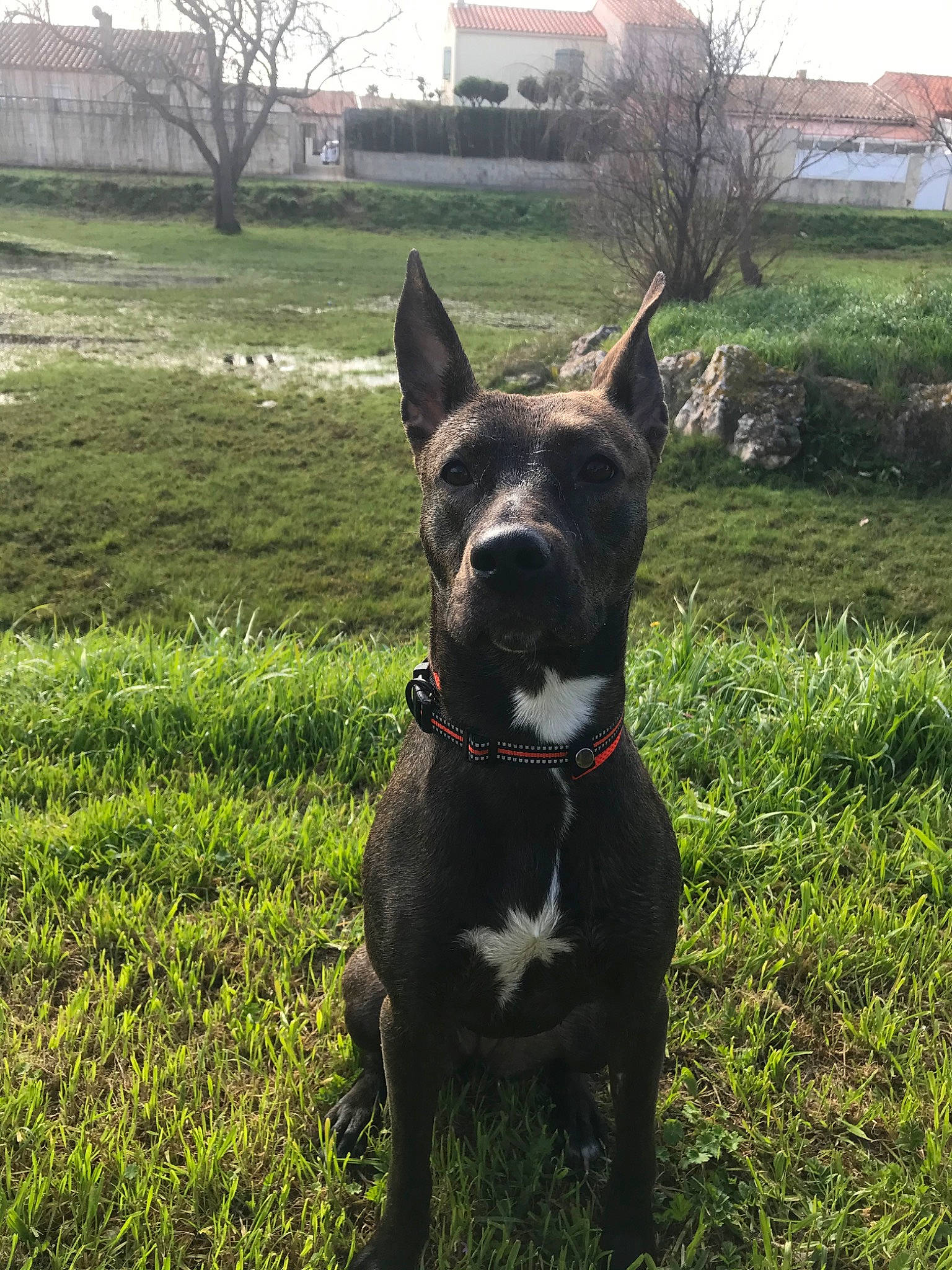 Cerise a rejoint le concours — aidez-le/la à gagner de superbes lots ! alaunt, american_pit_bull_terrier, american_staffordshire_terrier, bull_and_terrier, canidae, canis_panther, carnivore, companion_dog, dog, dog_breed, dog_collar, fawn, mammal, non_sporting_group, plant, rare_breed_dog, snout, sporting_group, tail, vertebrate