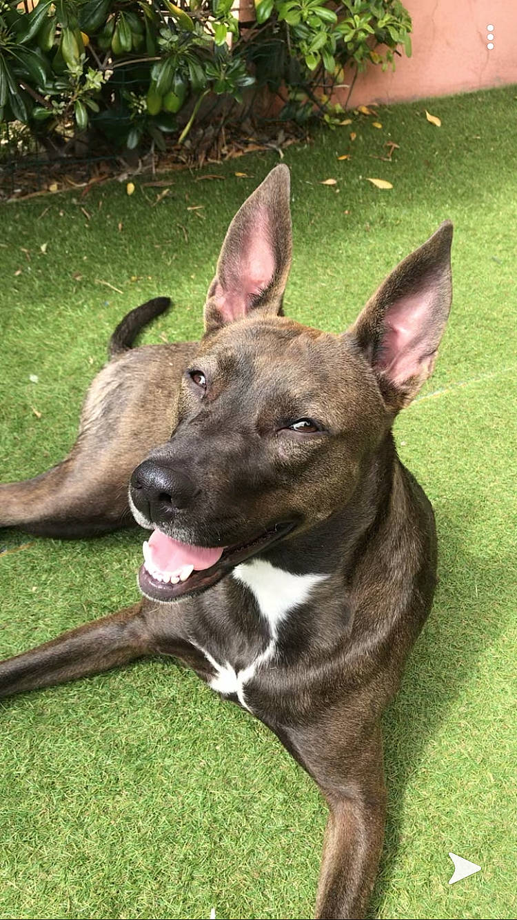 Cerise a rejoint le concours — aidez-le/la à gagner de superbes lots ! alaunt, canidae, carnivore, dog, dog_breed, dutch_shepherd_dog, fawn, formosan_mountain_dog, mammal, non_sporting_group, rare_breed_dog, snout, treeing_tennessee_brindle, vertebrate