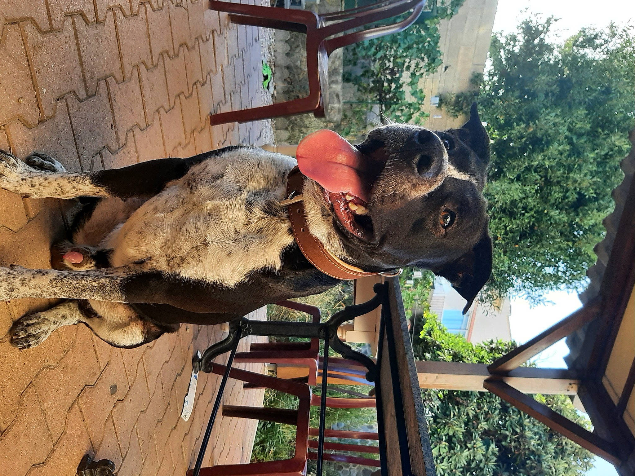 Rio a rejoint le concours — aidez-le/la à gagner de superbes lots ! adaptation, fawn, fun, hat, mammal, marsupial, organism, plant, reptile, snout, sporting_group, tail, terrestrial_animal, tree, trunk, vertebrate, wildlife, wood, working_animal, zoo