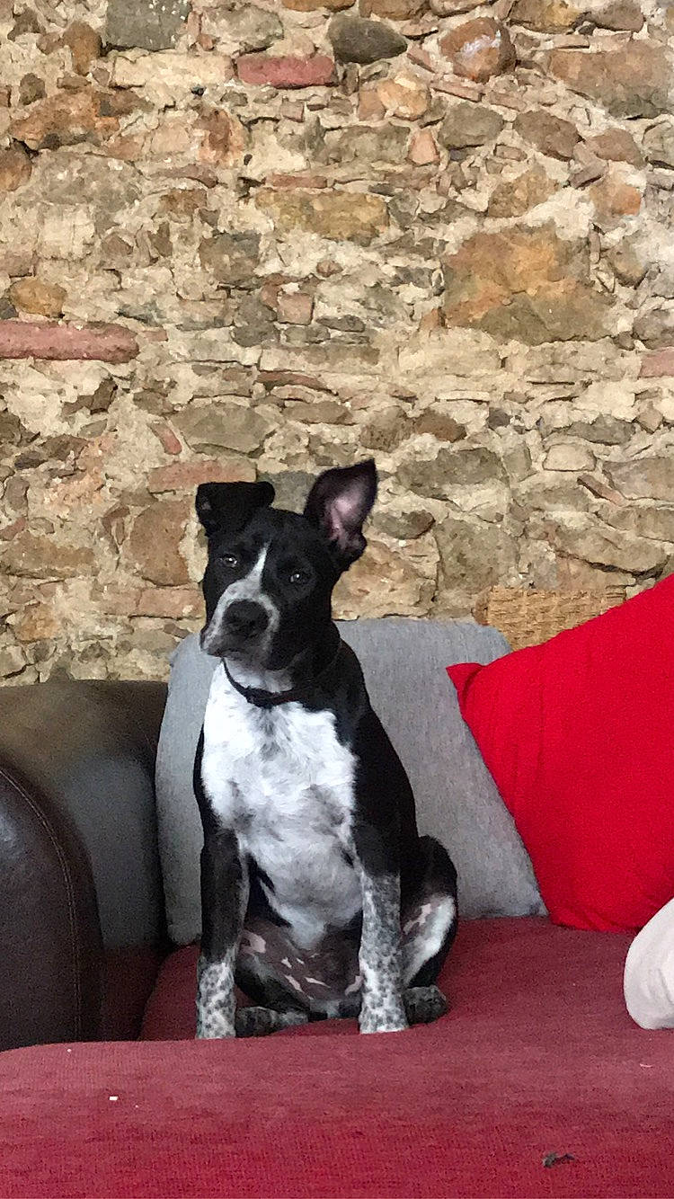 Rio participe au concours pour gagner de l'argent avec cette photo : american_staffordshire_terrier, boston_terrier, canidae, carnivore, companion_dog, dog, dog_breed, fawn, french_bulldog, mammal, non_sporting_group, snout, sporting_group, vertebrate