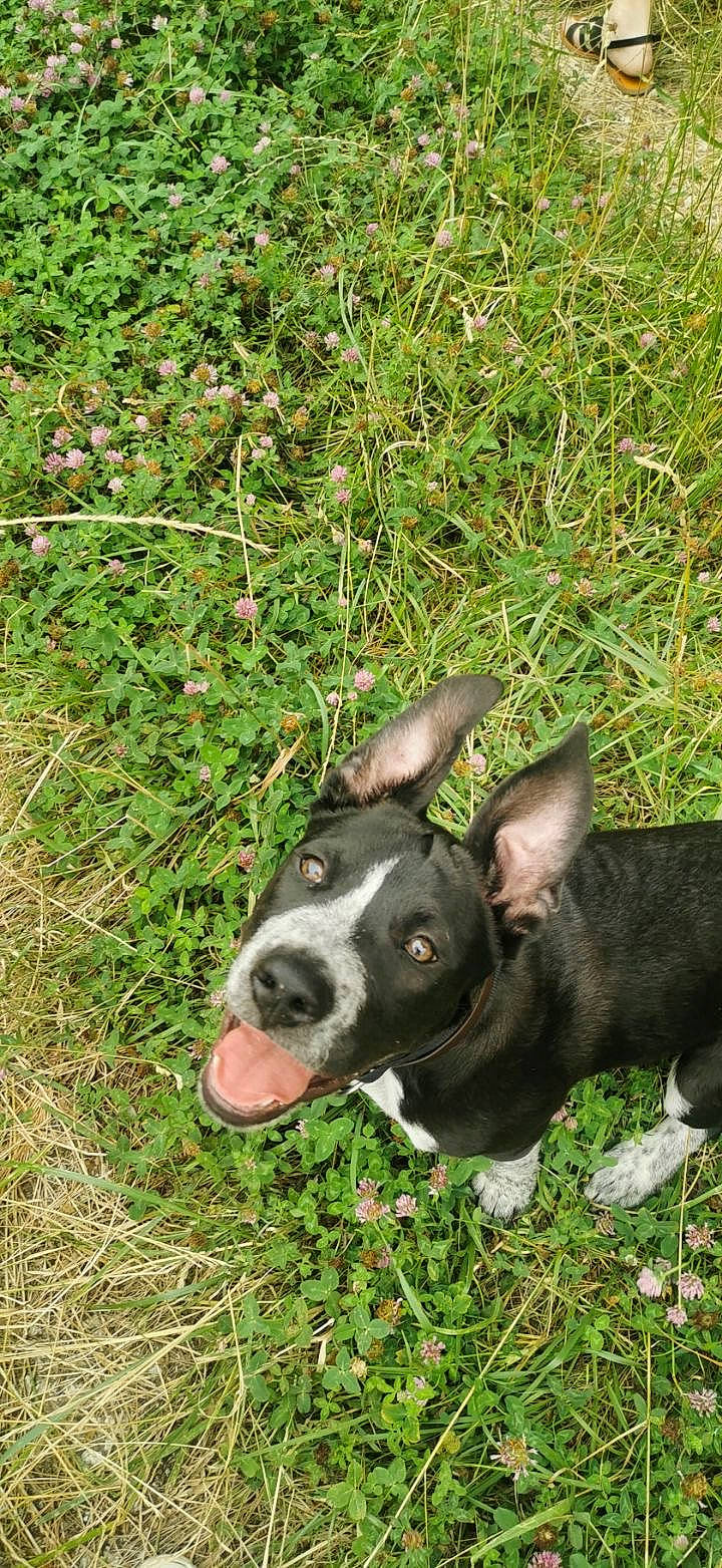 Rio participe au concours pour gagner de l'argent avec cette photo : american_staffordshire_terrier, boston_terrier, bull_and_terrier, canidae, carnivore, dog, dog_breed, fawn, grass, mammal, mcnab, non_sporting_group, plant, snout, vertebrate