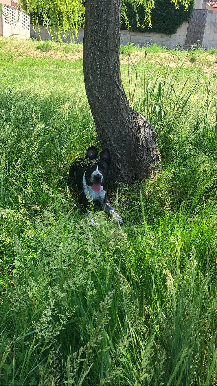 Rio participe au concours pour gagner de l'argent avec cette photo : canidae, carnivore, dog, dog_breed, english_springer_spaniel, field_trial, french_spaniel, grass, grass_family, hunting_dog, large_munsterlander, meadow, pasture, plant, russian_spaniel, shrub, small_munsterlander, sporting_group, stabyhoun