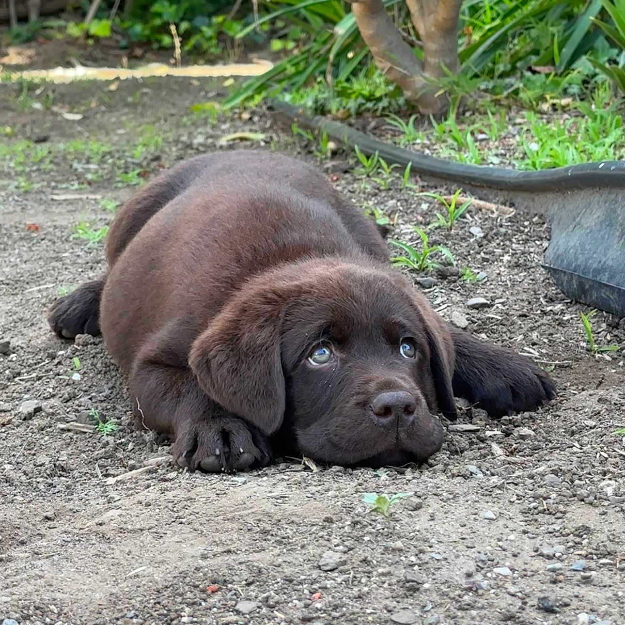 Moose joined the competition — help win amazing prizes! adorable, animal, brown, canine, chocolate_labrador, cute, dirt, dog, fur, garden, greenery, hose, lying_down, mammal, nature, outdoor, pet, puppy, resting, young
