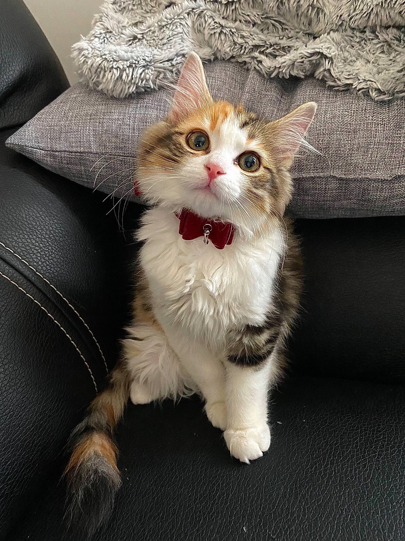 Nala a rejoint le concours — aidez-le/la à gagner de superbes lots ! carnivore, cat, claw, comfort, domestic_short_haired_cat, fawn, felidae, foot, fur, paw, photo_caption, plant, sitting, small_to_medium_sized_cats, snout, tail, terrestrial_animal, whiskers, window