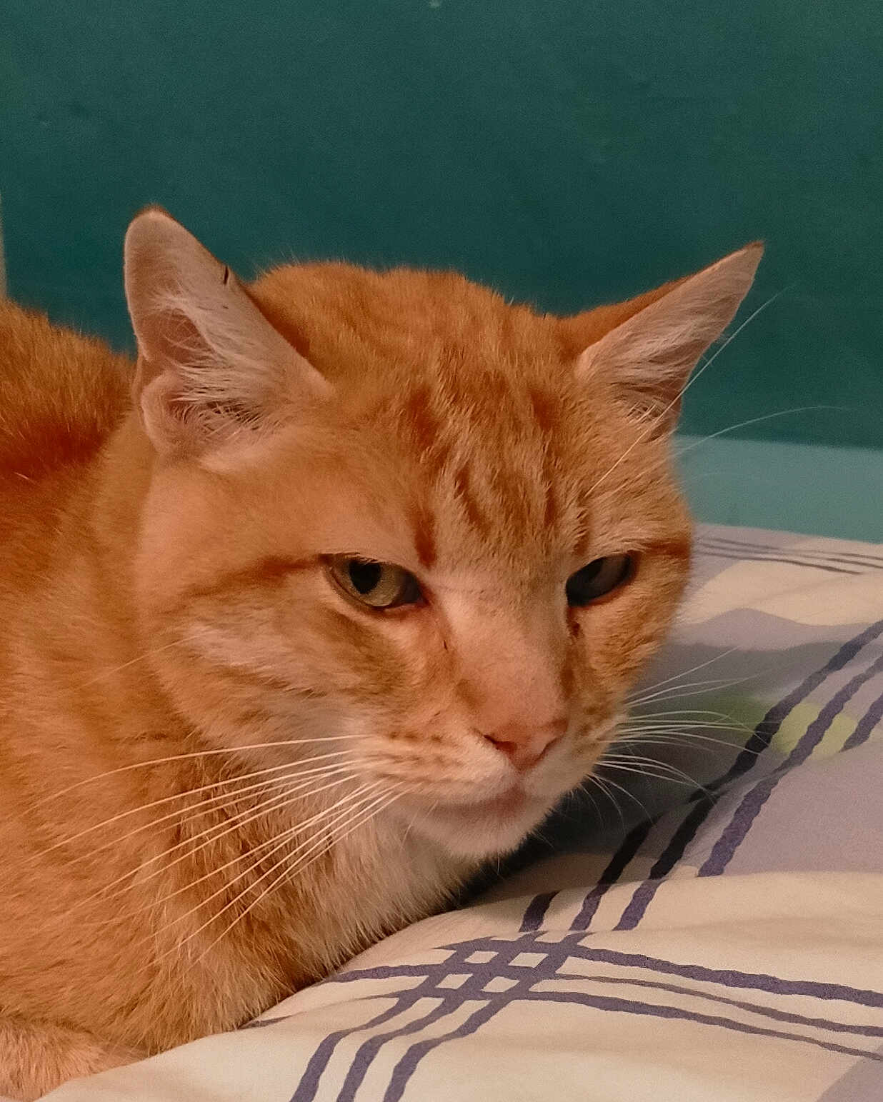 Chouquette a rejoint le concours — aidez-le/la à gagner de superbes lots ! cat, ginger_cat, close_up, bed, bedding, resting, indoor, pet, feline, whiskers, ears, fur, sleepy, animal, domestic, striped, face, portrait, calm, quiet