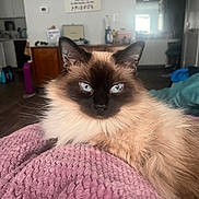 Layla joined the competition — help win amazing prizes! blanket, blue_eyes, cat, close_up, cozy, domestic_animal, ears, eye_contact, fluffy, fur, furniture, indoor, living_room, pet, pink_blanket, portrait, relaxed, seal_point, soft_light, whiskers