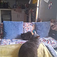 Rum is registered to the contest to win money with this photo: cats, two_cats, gray_cat, black_cat, pets, animal, couch, sofa, blanket, pillows, living_room, kitchen, home, indoor, cozy, furniture, stuffed_toy, relaxing, sitting, domestic_animals